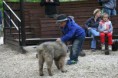 /album/budakeszi-vadaspark-a-fold-vilagnapja-alkalmabol-torteno-meghivasa-a-nagyragadozok-es-pasztorkutyak-forumnak-2014-aprilis-fotok-izabella-tandecki-/img-089-jpg/
